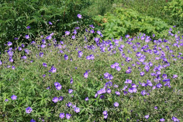 Geranium 'Orion' - Image 3