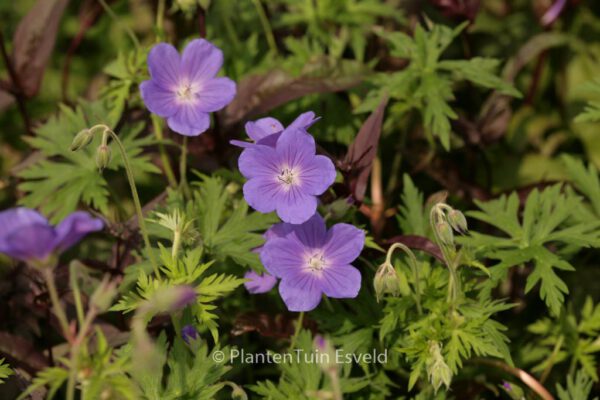 Geranium 'Orion' - Image 4