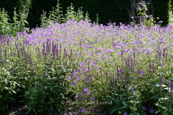 Geranium 'Orion' - Image 5