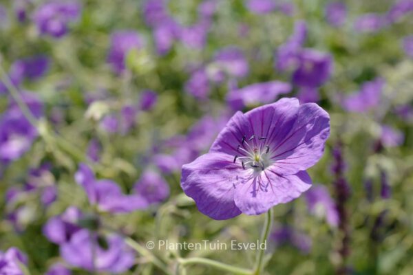 Geranium 'Orion' - Image 6