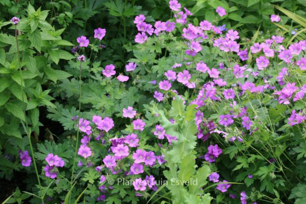 Geranium 'Sirak' - Image 2