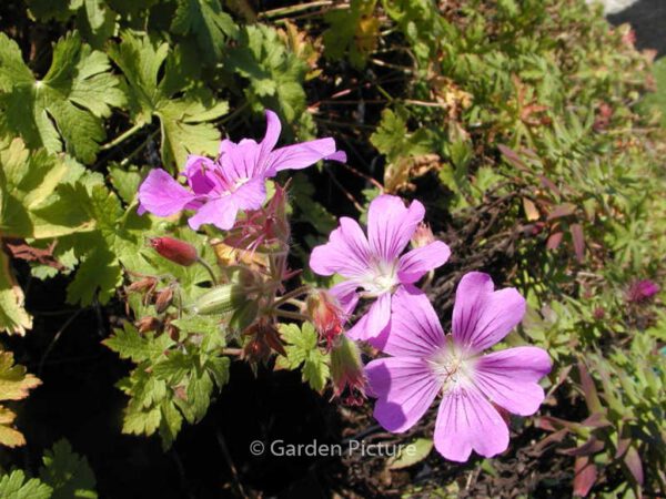 Geranium 'Sirak' - Image 3