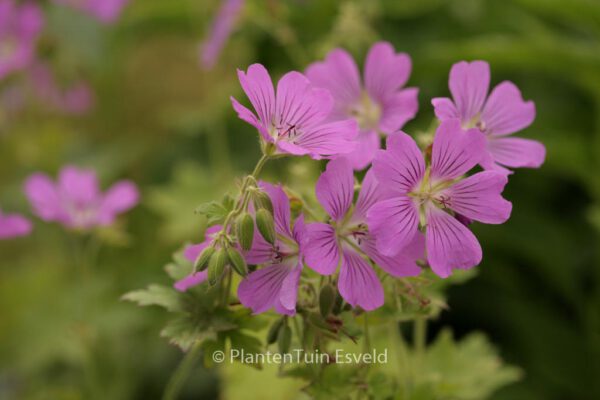 Geranium 'Sirak' - Image 4