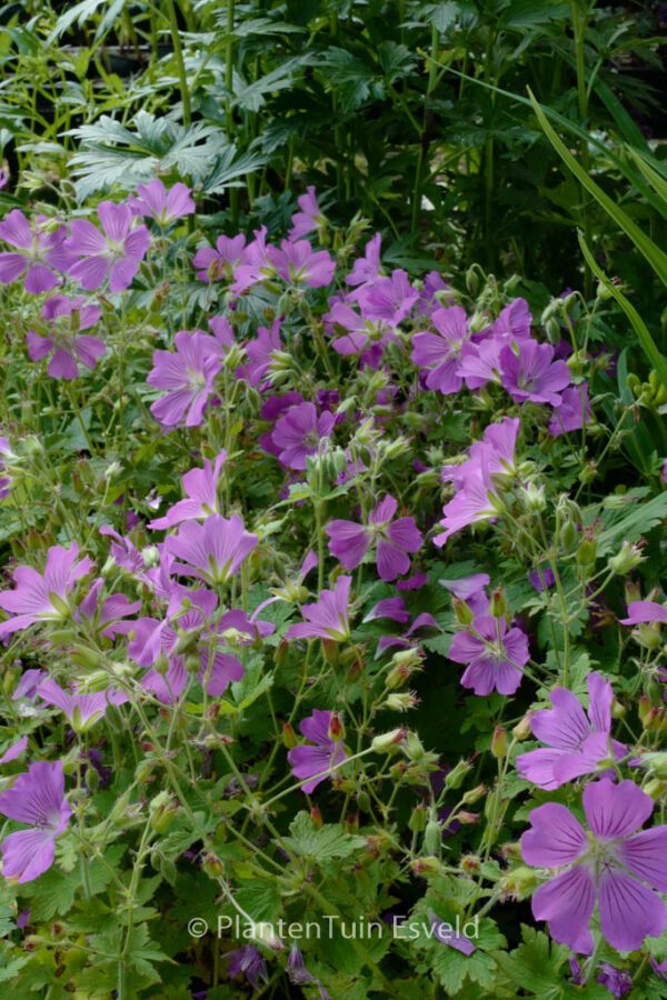 Geranium 'Sirak' - Image 5