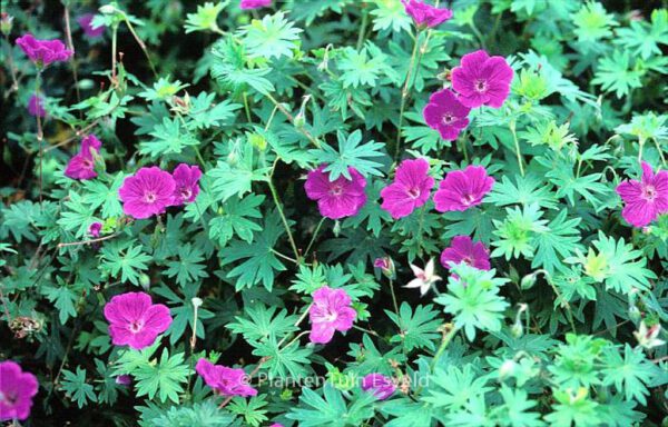 Geranium 'Tiny Monster' - Image 2