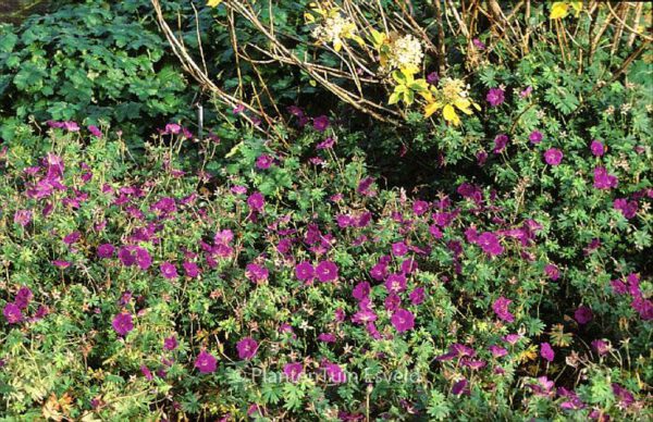 Geranium 'Tiny Monster' - Image 3