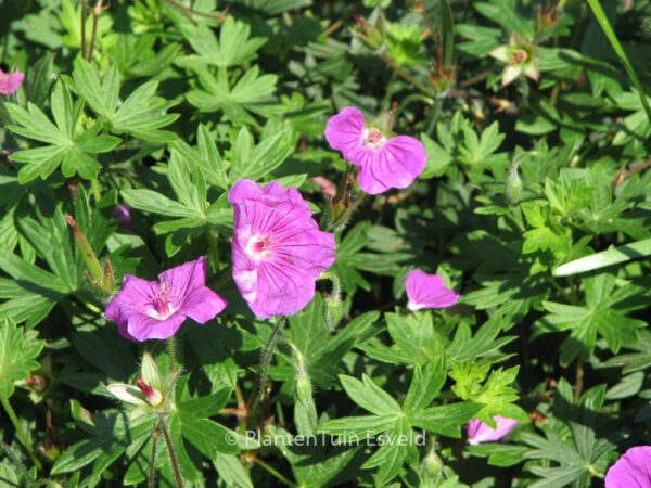 Geranium 'Tiny Monster' - Image 4