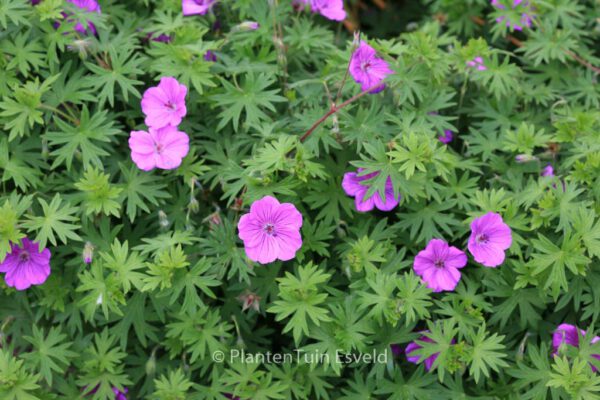 Geranium 'Tiny Monster'