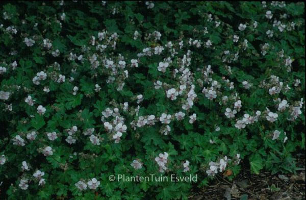 Geranium cantabrigiense 'Biokovo' - Image 2