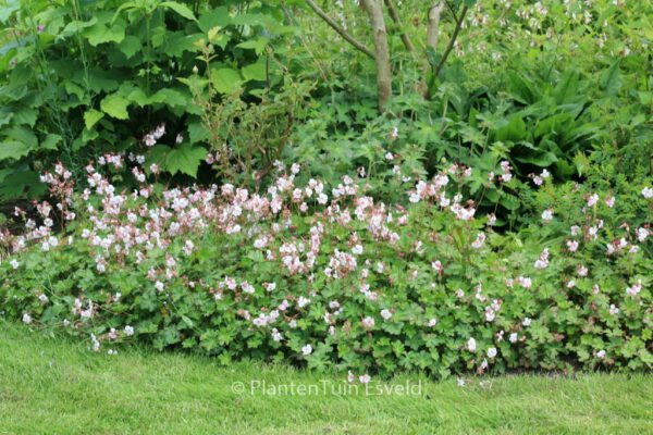 Geranium cantabrigiense 'Biokovo' - Image 4