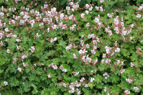 Geranium cantabrigiense 'Biokovo' - Image 5