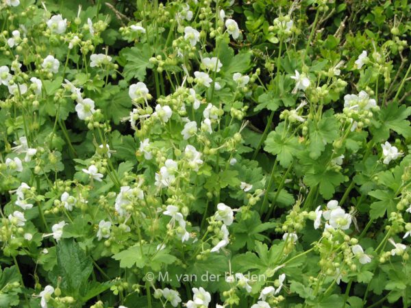 Geranium cantabrigiense 'St. Ola' - Image 2