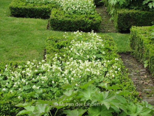 Geranium cantabrigiense 'St. Ola' - Image 3