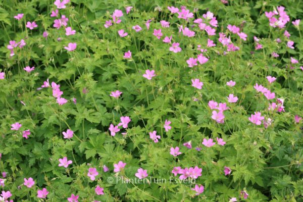 Geranium endressii