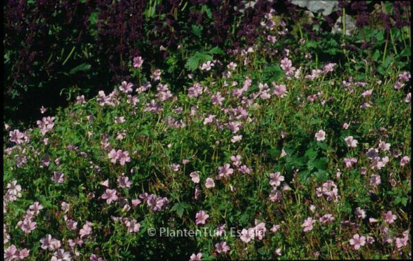 Geranium oxonianum 'Rose Clair' - Image 2