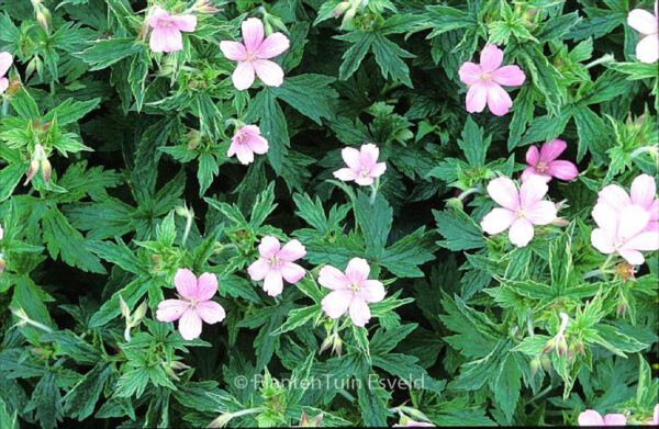 Geranium oxonianum 'Rose Clair'