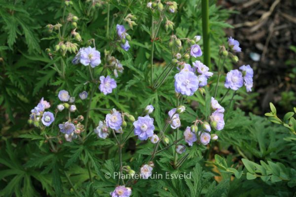 Geranium pratense 'Summer Skies' - Image 2