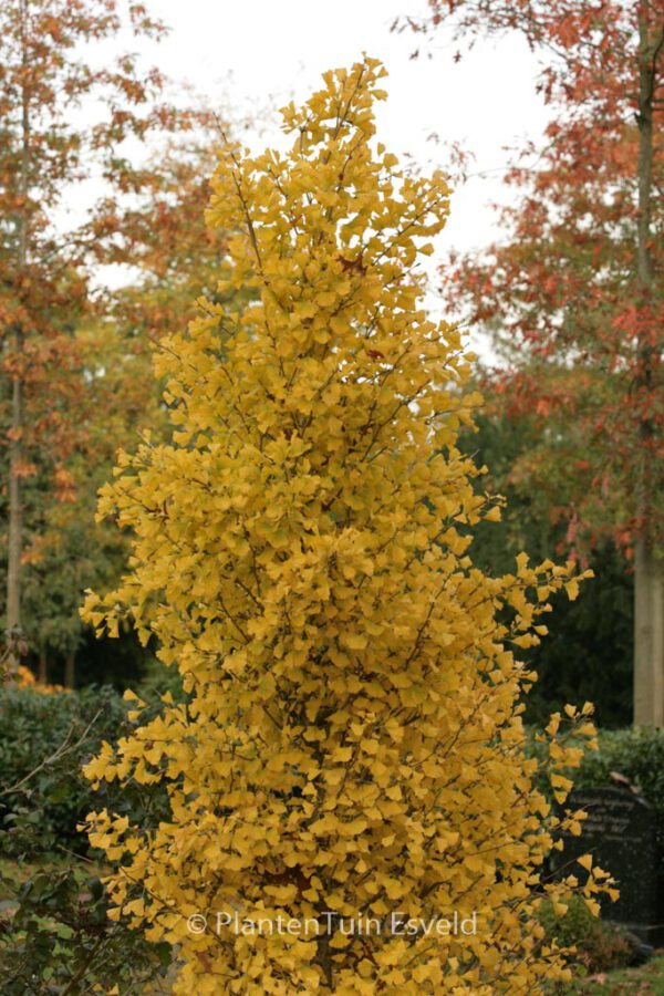 Ginkgo biloba 'Blagon' (GOLDSPIRE) - Image 2