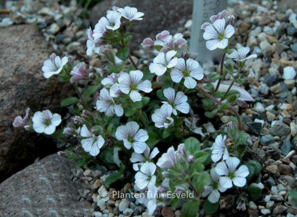 Gypsophila cerastioides