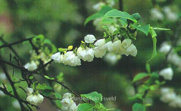 Halesia carolina - Image 3