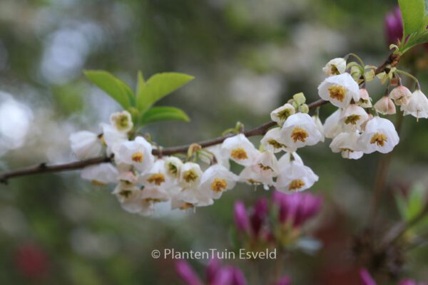 Halesia carolina - Image 5