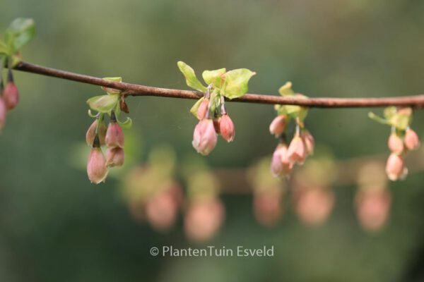 Halesia carolina - Image 6