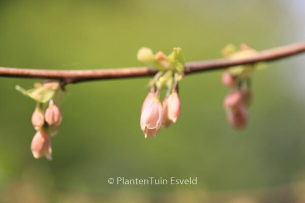 Halesia carolina - Image 7