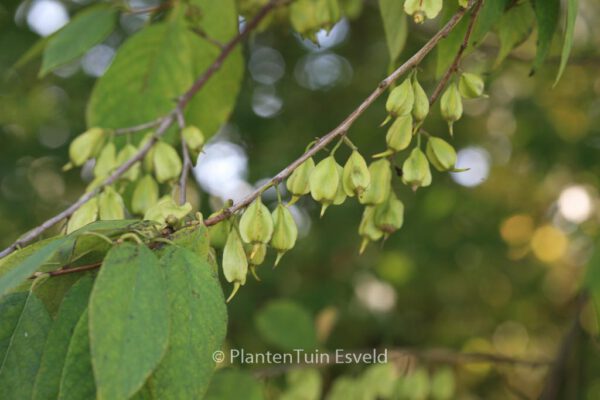 Halesia carolina - Image 8