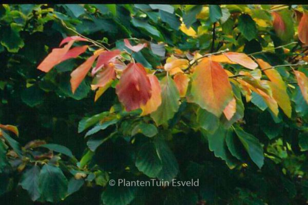 Hamamelis vernalis 'Sandra' - Image 2