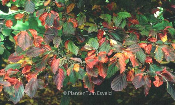 Hamamelis vernalis 'Sandra' - Image 3