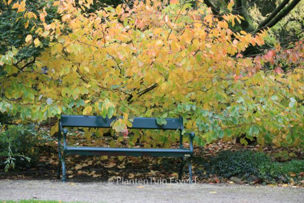 Hamamelis vernalis 'Sandra'