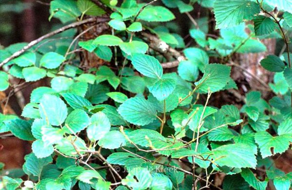 Hamamelis virginiana - Image 2