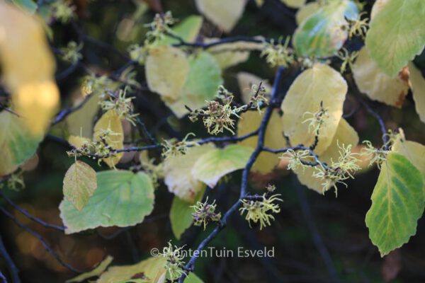 Hamamelis virginiana - Image 3