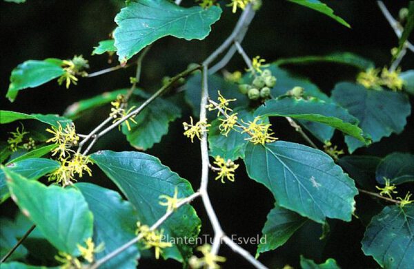 Hamamelis virginiana - Image 4