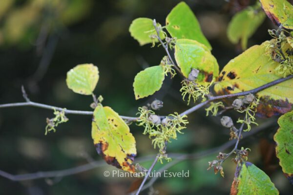 Hamamelis virginiana - Image 5