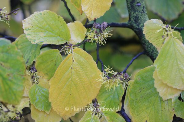 Hamamelis virginiana - Image 8