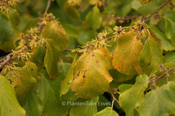 Hamamelis virginiana