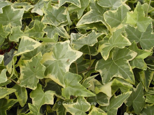 Hedera helix 'Goldchild'