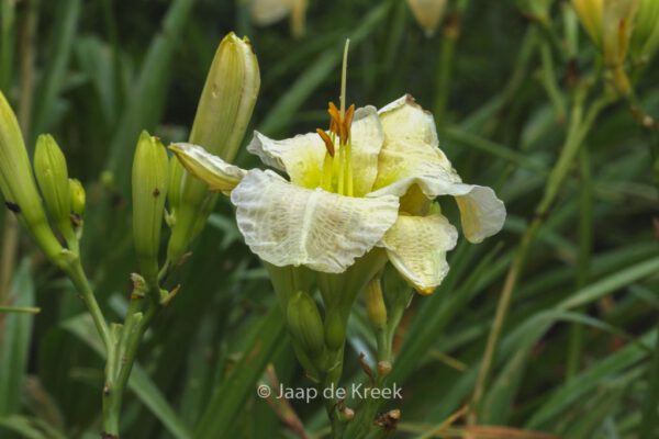 Hemerocallis 'Gentle Shepherd'