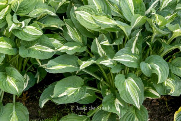 Hosta 'Snake Eyes' - Image 2