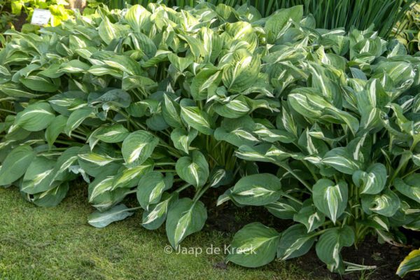 Hosta 'Snake Eyes'