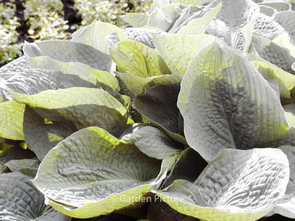 Hosta sieboldiana 'Elegans' - Image 2