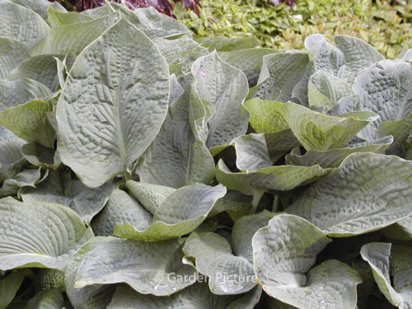 Hosta sieboldiana 'Elegans' - Image 3