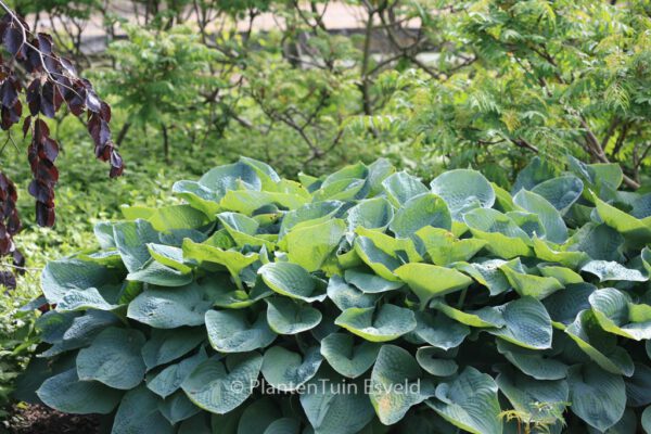 Hosta sieboldiana 'Elegans' - Image 4