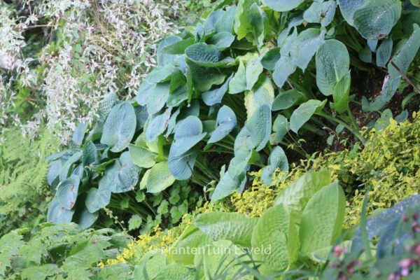 Hosta sieboldiana 'Elegans' - Image 5