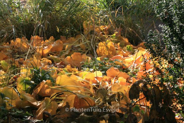 Hosta sieboldiana 'Elegans' - Image 6