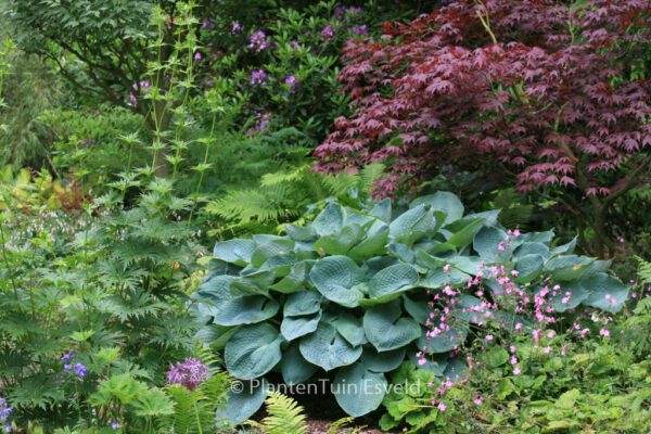 Hosta sieboldiana 'Elegans' - Image 8