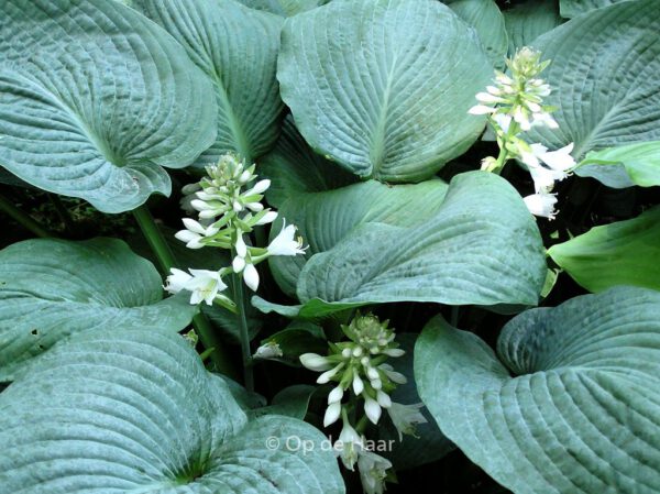 Hosta sieboldiana 'Elegans'