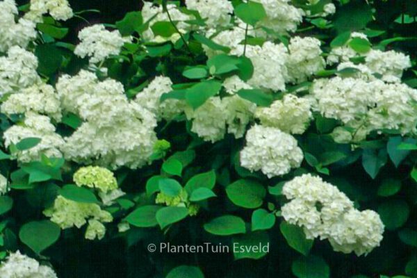 Hydrangea arborescens 'Grandiflora' - Image 2