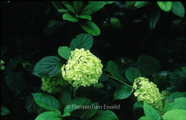 Hydrangea arborescens 'Grandiflora' - Image 3